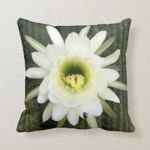 Queen Of The Night Cactus Flower, Karoo Region Cushion