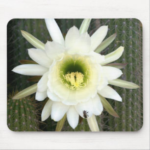Queen Of The Night Cactus Flower, Karoo Region Mouse Mat