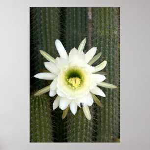 Queen Of The Night Cactus Flower, Karoo Region Poster
