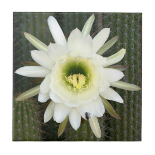 Queen Of The Night Cactus Flower, Karoo Region Tile