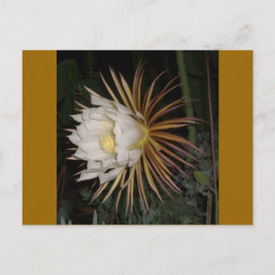 Queen Of The Night Cactus Flower Postcard