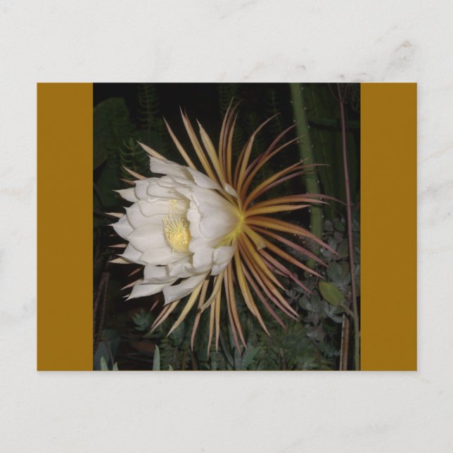 Queen Of The Night Cactus Flower Postcard (Front)