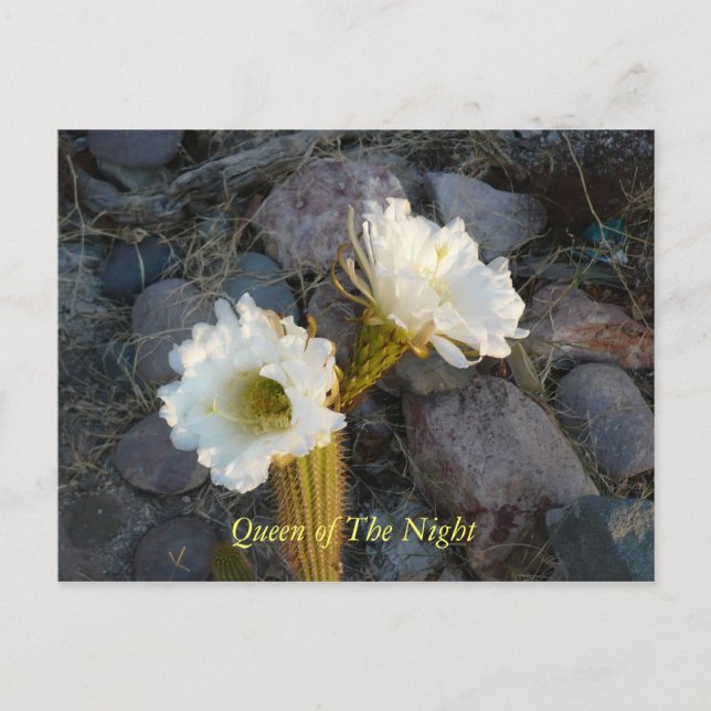 Queen Of The Night Cactus Postcard (Front)