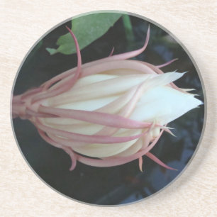 Queen of the Night epiphyllum Coaster