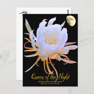 Queen of the Night Postcard