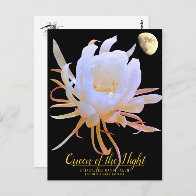 Queen of the Night Postcard (Front/Back)