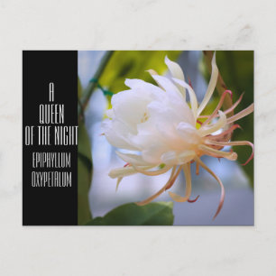 Queen of the Night ：Postcard Postcard