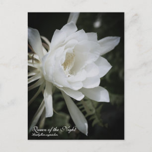 Queen of the Night :Postcard Postcard