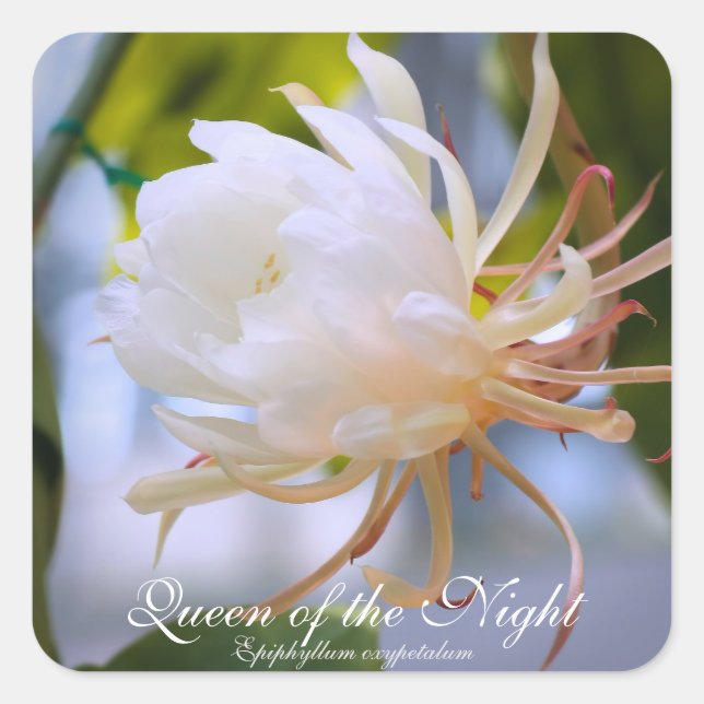 Queen of the Night:Square Seal (Front)
