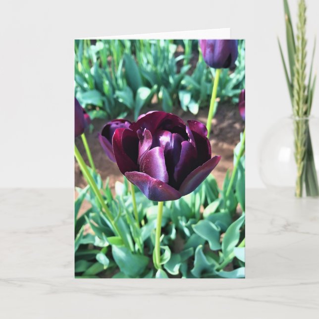 Queen of the Night Tulip, Oregon Card (Front)