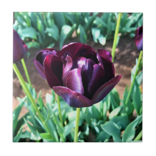 Queen of the Night Tulip, Oregon Tile