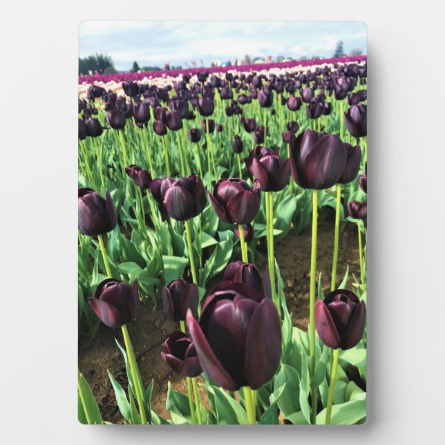 Queen of the Night Tulips, Oregon Plaque (Front)