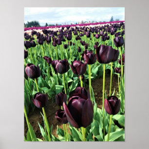 Queen of the Night Tulips, Oregon Poster
