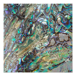 Queen paua shell poster