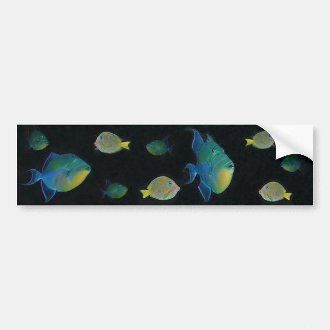 Queen Triggerfish bumper stickers (Front)
