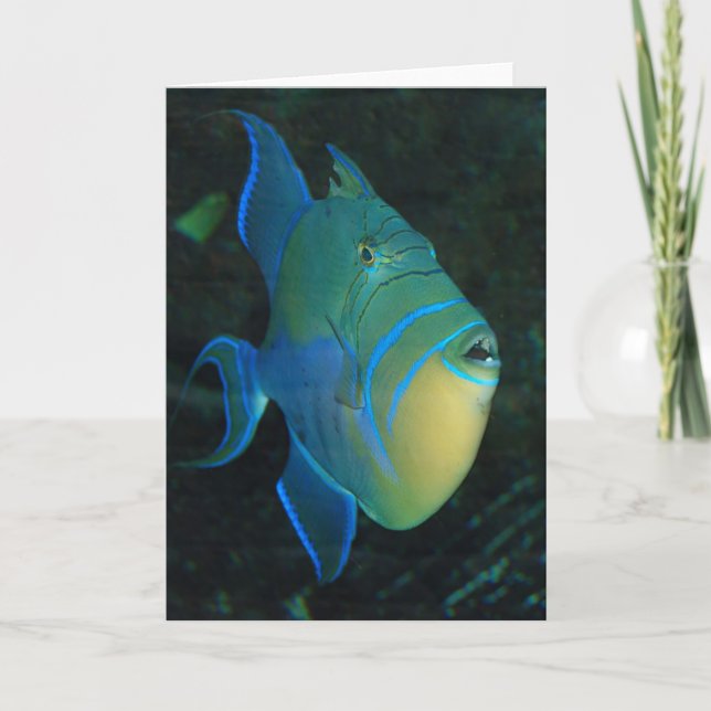 Queen Triggerfish greeting card (Front)