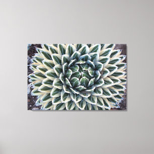 Queen Victoria Agave, white form  Canvas Print
