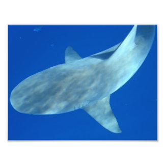 Queenie the Bull Shark - From Jupiter, FL Photo Print