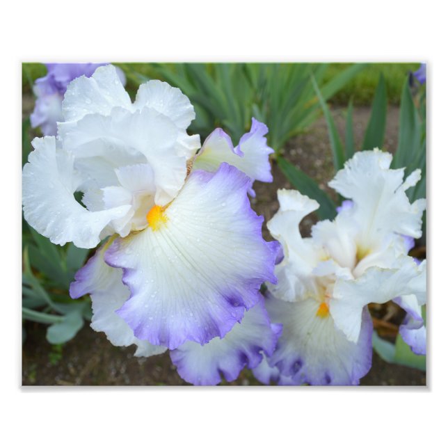 Queen's Circle Iris 10"x8" Photo Print (Front)