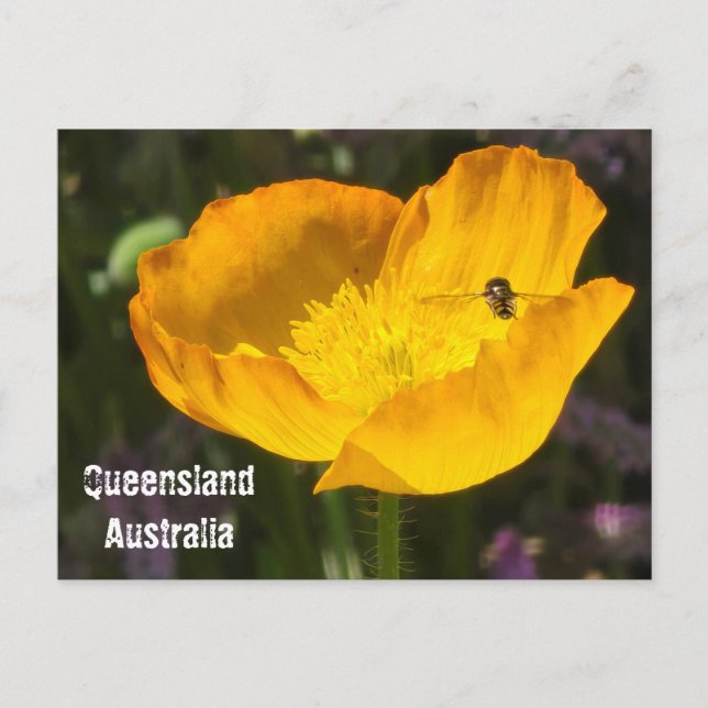 Queensland Australia - Flower & Bee Postcard (Front)