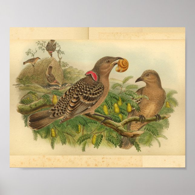 Queensland Bower Bird Brown Red Vintage Print (Front)