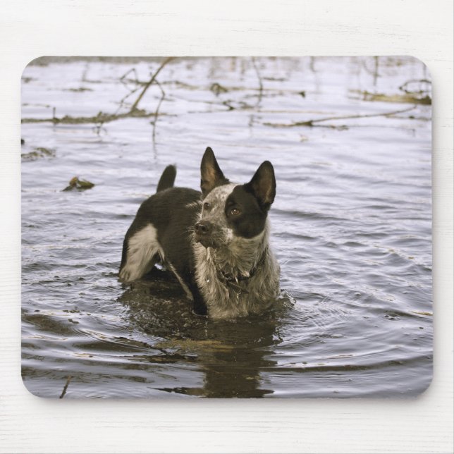 Queensland Heeler Dog Mouse Pad (Front)
