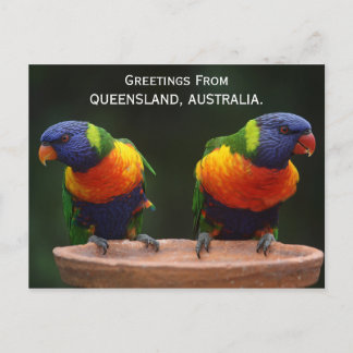 Queensland Rainbow Lorikeets  Australia Postcard