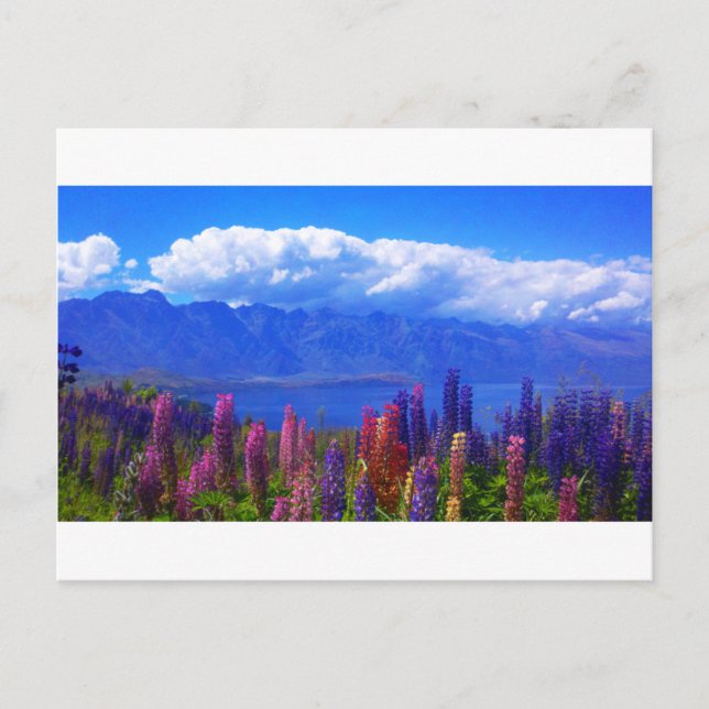 Queenstown New Zealand lupine over Lake Wakatipu Postcard (Front)
