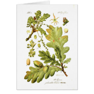 Quercus pedunculata (English Oak)