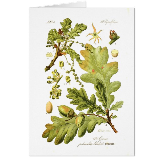 Quercus pedunculata (English Oak) (Front)