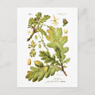 Quercus pedunculata (English Oak) Postcard