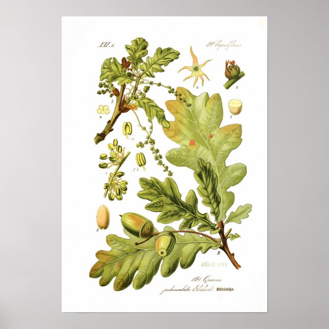 Quercus pedunculata (English Oak) Poster (Front)