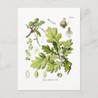 Quercus pedunculata : syn.Q robur. (English Oak) Postcard