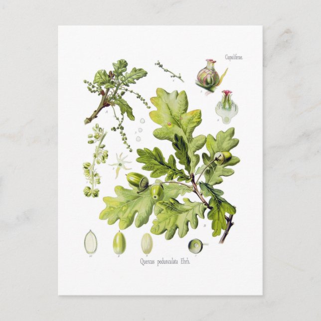 Quercus pedunculata : syn.Q robur. (English Oak) Postcard (Front)