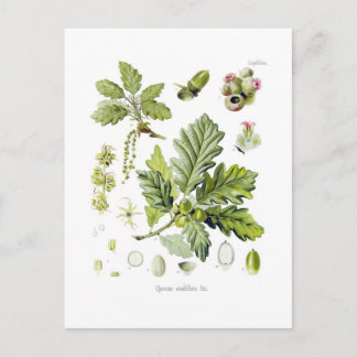 Quercus sessiliflora (Sessile Oak) Postcard