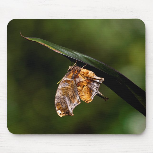 Question mark butterfly mouse mat (Front)