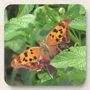 Question Mark Butterfly on Lantana Coaster