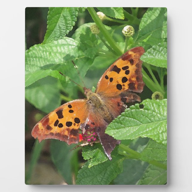 Question Mark Butterfly on Lantana Plaque (Front)