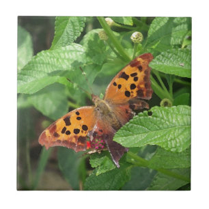 Question Mark Butterfly on Lantana Tile