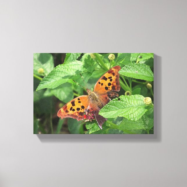 Question Mark Butterfly on Lantana Wrapped Canvas (Front)
