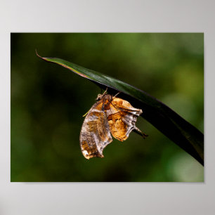 Question mark butterfly poster