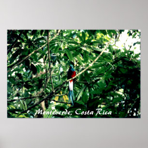 Quetzal, Monteverde, Costa Rica Poster