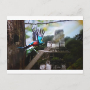 Quetzel in Tikal Postcard