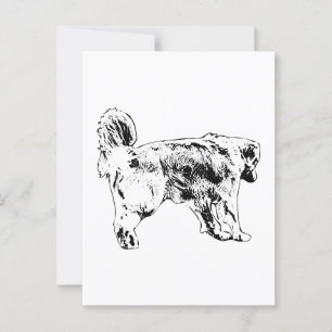 Quick Hello, Golden Retriever Postcard