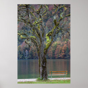 Quiet bench along a lake, Germany Poster