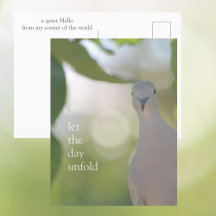 Quiet Bird Moment – Let the Day Unfold Dove
