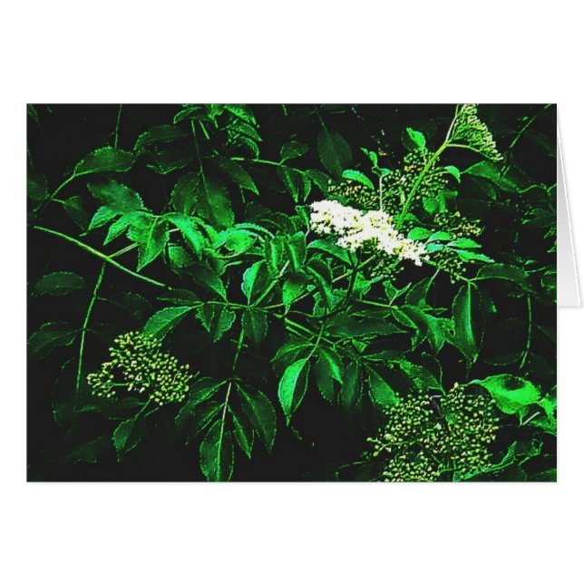 quiet calm (Front Horizontal)