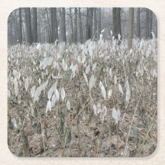 Quiet Forest Silence Square Paper Coaster