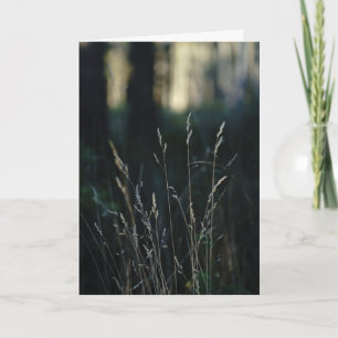 Quiet Forest, Sympathy Card