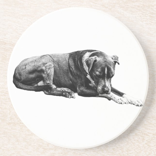 Quiet Paws Coaster Set (Front)